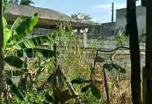 Moradores da Rua Ilhota reclamam de infestação de mosquitos e da falta de ações da prefeitura