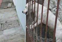 Mulher é presa por maus-tratos animais em SC
