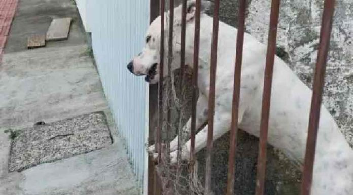 Mulher é presa por maus-tratos animais em SC