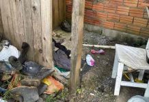 Argentinos relatam trabalho análogo à escravidão em colheita da maçã em SC