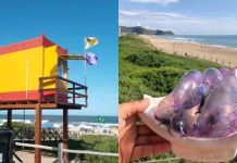Caravelas-portuguesas aparecem nas praias do litoral e exigem atenção dos banhistas