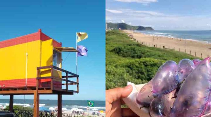 Caravelas-portuguesas aparecem nas praias do litoral e exigem atenção dos banhistas