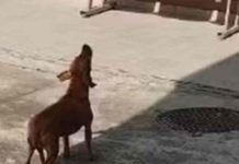 Vídeo: Cachorra adotada por policiais imita sirene em quartel de SC