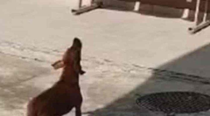 Vídeo: Cachorra adotada por policiais imita sirene em quartel de SC