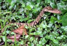 Jararaca é encontrada em cima da cama em Itapema
