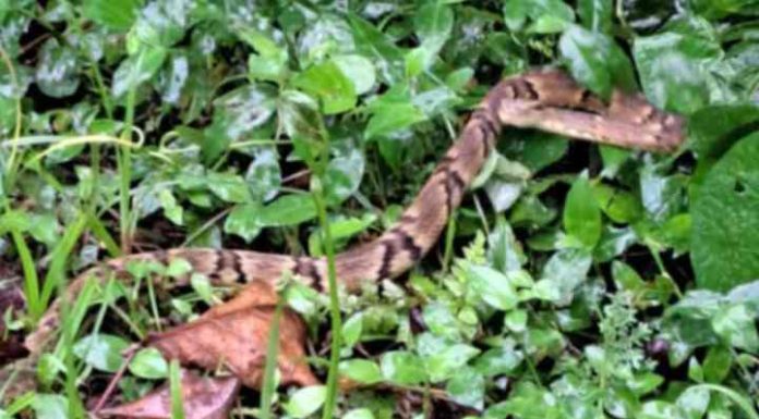 Jararaca é encontrada em cima da cama em Itapema