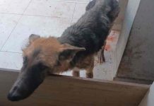 Cachorro com bicheira no pescoço e vomitando sangue é resgatado pelo GOR