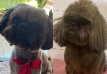 Cachorro furtado é pintado com tinta de cabelo