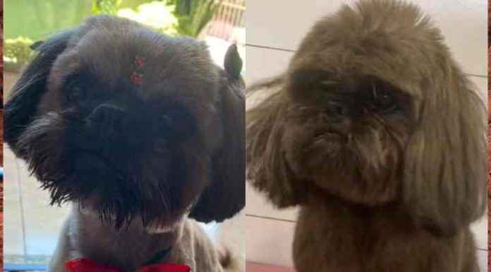 Cachorro furtado é pintado com tinta de cabelo