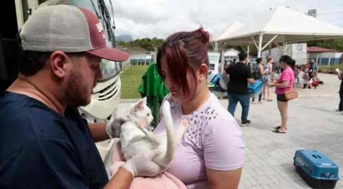 Joinville terá mutirão de microchipagem e castração gratuito