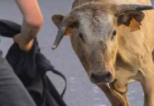Litoral tem a primeira ocorrência de farra do boi