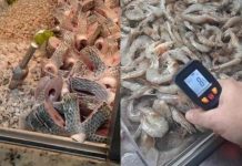 Larvas são encontradas em peixarias do Mercado Público de Floripa