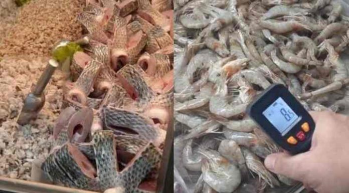 Larvas são encontradas em peixarias do Mercado Público de Floripa