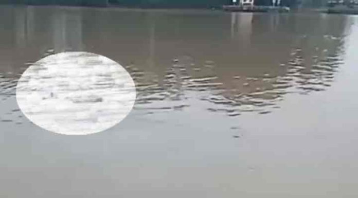 Corpo aparece boiando no Rio Itajaí açu na manhã desta quarta-feira (20)