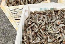 300 quilos de pescados irregulares são apreendidos em salga do Gravatá