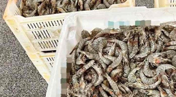 300 quilos de pescados irregulares são apreendidos em salga do Gravatá