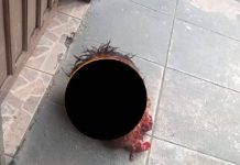 MACABRO Cabeça de rapaz é arrancada e jogada em pátio de transportadora de Araquari