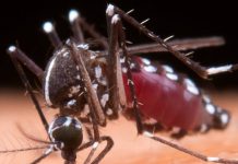 Mantenha sua caixa d’água segura e livre do mosquito Aedes aegypti!