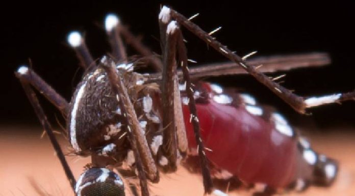 Mantenha sua caixa d’água segura e livre do mosquito Aedes aegypti!