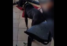 Mulher entra na Prefeitura de Penha com pitbull sem focinheira e causa confusão