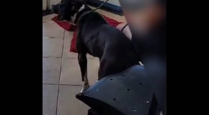Mulher entra na Prefeitura de Penha com pitbull sem focinheira e causa confusão