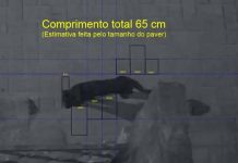 Gatão preto e de grande porte intriga moradores do bairro São Paulo em Navegantes