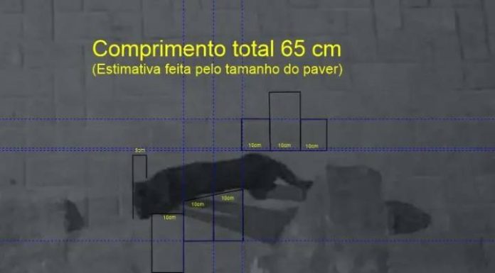 Gatão preto e de grande porte intriga moradores do bairro São Paulo em Navegantes