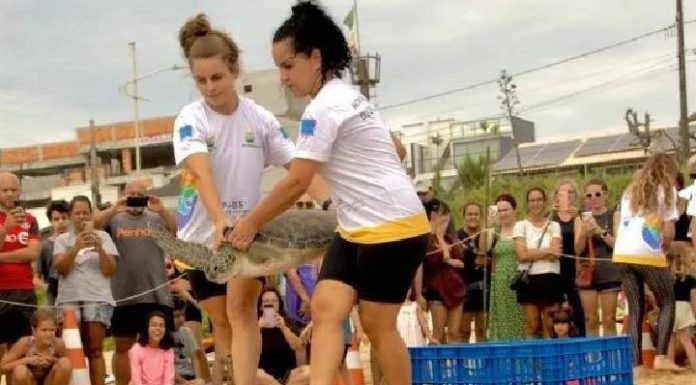 Tartaruga verde é devolvida forte e saudável para as águas da Praia Grande em Penha