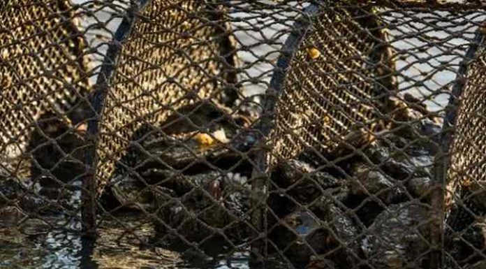 Áreas de cultivo de marisco são interditadas em Bombinhas e Floripa