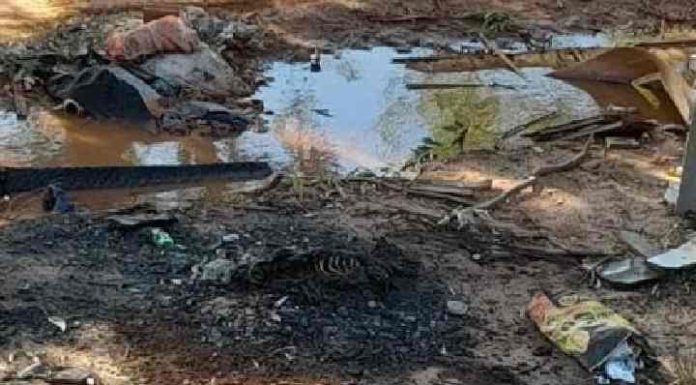 Cadela é queimada viva após ter as patas amarradas