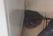 Cobra cascavel é capturada atrás de geladeira em residência