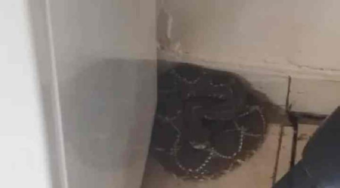 Cobra cascavel é capturada atrás de geladeira em residência