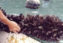 Áreas de cultivo de ostras e mexilhões são interditadas após elevação de toxina