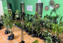 Secretaria de Agricultura e Pesca oferta mudas frutíferas e ornamentais abaixo do valor de mercado