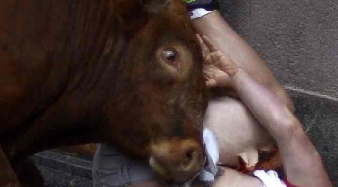 Homem morre vítima de cabeçadas de touro no Alto Vale