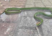 Cobra peçonhenta é encontrada dentro de ônibus escolar momentos antes da entrada de alunos no veículo