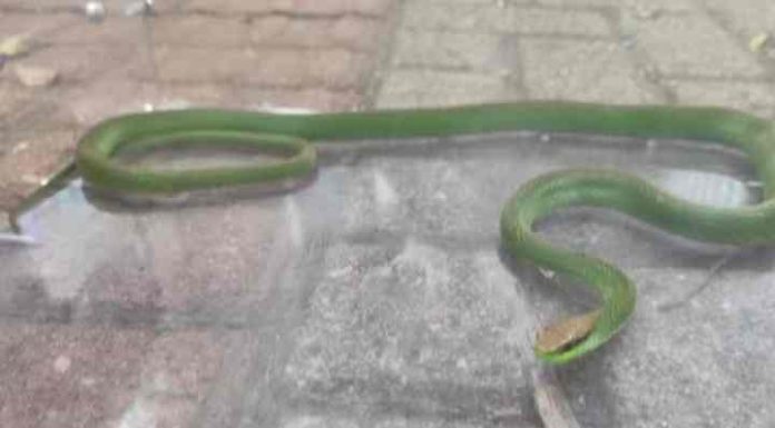 Cobra peçonhenta é encontrada dentro de ônibus escolar momentos antes da entrada de alunos no veículo