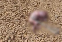 Feto é encontrado às margens de rodovia após ser carregado por cachorro