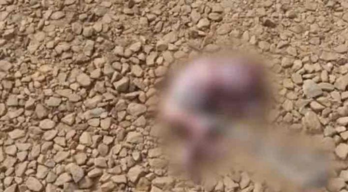 Feto é encontrado às margens de rodovia após ser carregado por cachorro