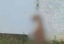 Cachorro é encontrado enforcado no muro de residência em SC
