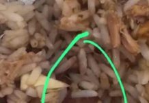 Alunos de escola municipal de Itajaí flagram larvas em merenda