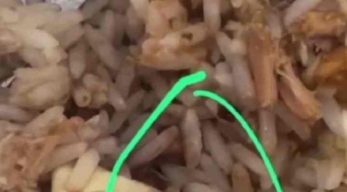 Alunos de escola municipal de Itajaí flagram larvas em merenda