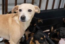 Animais abandonados são salvos pelo serviço de resgate de Penha