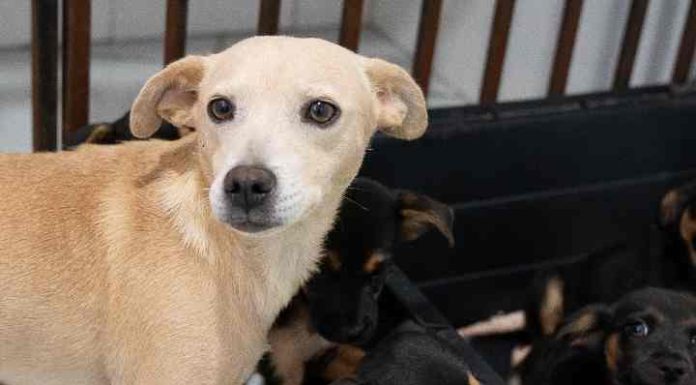 Animais abandonados são salvos pelo serviço de resgate de Penha