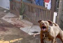 Homem é morto por pitbulls no Bairro dos Ingleses em Floripa