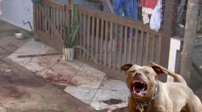 Homem é morto por pitbulls no Bairro dos Ingleses em Floripa