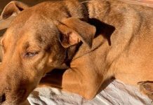 ‘Maníaco das cachorras’: idoso de 65 anos é flagrado violentando animal em SC