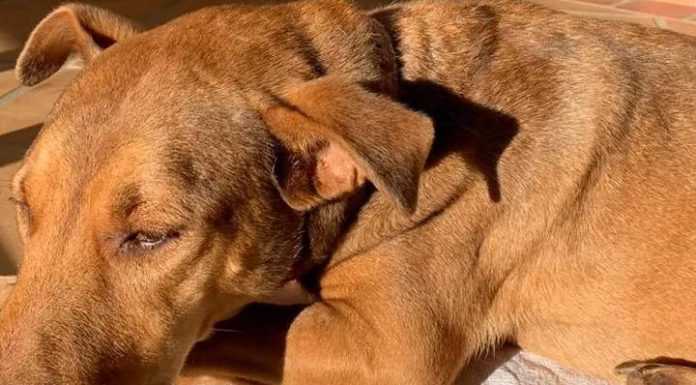 ‘Maníaco das cachorras’: idoso de 65 anos é flagrado violentando animal em SC