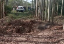 Seis cadáveres são encontrados em plantação de eucaliptos em SC