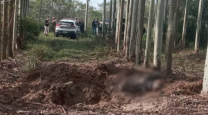 Seis cadáveres são encontrados em plantação de eucaliptos em SC